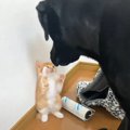 子猫が『大型犬に育てられた』結果…尊すぎる成長の記録に「素敵な相棒…