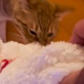 猫のお気に入りのぬいぐるみを持っていくと…『可愛すぎる行動』に笑顔…