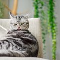 猫の部分的にできる『ハゲ』の原因4つ！それぞれに合った対処法も解説