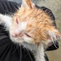 大雨で『びしょ濡れになっていた子猫』を保護…3か月後→激変した『現在…