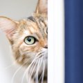 猫が飼い主に『隠れて』しがちな行為3選！理由も合わせて解説