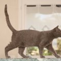 これだけは譲れニャイ！猫がこだわる６つの事