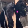 『行きたくニャイ！』しがみついてワクチンを拒否する黒猫さん