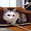 ３つの紙袋！果たして猫ちゃんはどの袋に入る？と思いきや…