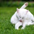 猫は綺麗好き！普段から気を付けておきたい3つの事