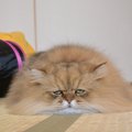 猫のふーちゃんが人気な理由とこれまでの活躍