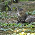猫が『脱水症状』を起こしている4つのサイン　見落とすと起こり得るトラブ…