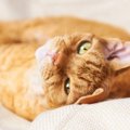 【獣医師監修】デボンレックスがかかりやすい病気｜症状や予防・早期発見…