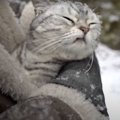 初めての雪！猫ちゃんと一緒にお散歩してみると…