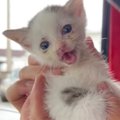 空き家でひとり『鳴き続けていた子猫』を保護→緊急手術をすることになって…