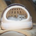 猫との移動に使える『ペットタクシー』とは？利用方法や注意点を解説…