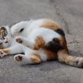 外国でも大人気！みんなを魅了する『日本猫』の魅力3選　そもそもどう…