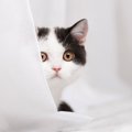 『控えめな猫』の特徴3つ！飼い主が助けてあげられることって？