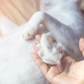 人間の水虫は猫にうつることがある！治療法と対処法について