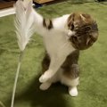 新しい猫じゃらし！ちゃんと遊んでくれるかな？