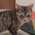 マンチカン姉妹に“ねこモテホイホイ”をプレゼント♡入るか入らないか結…