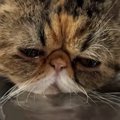 水を飲んでいた猫ちゃん→『口元』をよーく見ると…つい笑っちゃう光景が14…