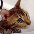 とてもお利口にシャンプーできた猫ちゃん！だけど最後に…