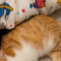 ゆったりとくつろぐ猫→おててを見たら…思わず笑ってしまう『予想外すぎる…