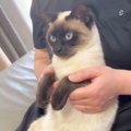 膝の上に座るネコの『おてて』で遊んでいると……思わず笑ってしまう『かわ…