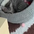 お留守番していた子猫→飼い主が帰ってきたことに気づくと…あまりにも…