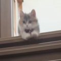 ふわふわの短足子猫→階段の下にいる飼い主さんに向かって…思わずニヤける…