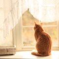 猫と暮らして初めてわかる『意外な習性』9選　知れば知るほど奥深い猫の生…