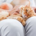 猫が飼い主の膝に乗りたがる6つの理由