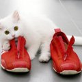 顔を寄せて抱きついて♡「飼い主の靴を深く愛する」猫さんに、ネット民が歓喜