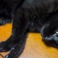 テーブルの上で寝転がっていた黒猫→すぐ隣を見ると…『まさかの光景』に爆…