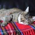 猫も『寝不足』になることがある！4つの原因と、眠りが足りていないと…