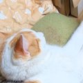 『寝づらくないのだろうか…』いっしょに昼寝をしていた2匹の猫を見ると→『…