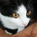1歳頃は目の色が『濃い黄色だった猫』→成長した現在は……飼い主さん驚…