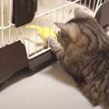 レスキュー猫隊員出動♪ぬいぐるみを救出せよ！