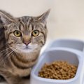 夏に増える猫の『食中毒』症状3つ　原因と知っておきたい対策も