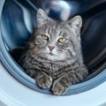 猫の毛を衣類に残さない『洗濯方法』5選　試したい便利グッズや抜け毛を減…