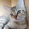 飼い主必見？とっておきたい猫の6つのモノ