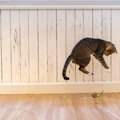 『好奇心が強い猫』がついついやっちゃう3つの行動　このタイプの猫を…