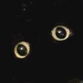 猫用ハウスの中にいる黒猫を呼んでみたら、顔の出し方が…まるで『芸術…