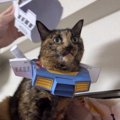 猫に『ガンダムのコスプレ』やらせてみた結果→1000万再生突破の超話題…