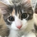 Laylaの１２猫占い【2/17～2/23】のあなたと猫ちゃんの運勢