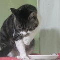 大好物の中に紛れ込んだ〇〇。猫ちゃんは気付く？