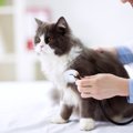 猫が『頭を打った』ときに確認すべきこと3つ　トラブルを防ぐために覚えて…
