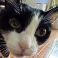 女性ペットシッターには可愛らしい顔をしていた猫→2日目に『男性』が来る…