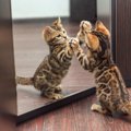 猫が『鏡に映った自分』を見たときの心理5つ　どんな存在だと思っているの？