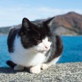 猫デザインのピアスが可愛すぎる！にゃんこ好きにはたまらないアクセ…