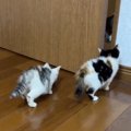 『新入り赤ちゃん猫と先住猫』→初めて対面させた結果…まさかの光景が1…