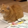 雷が鳴り始めると1階に降りてきた猫→向かった先には、赤ちゃんがいて…尊す…