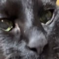 久々に『実家の猫』と会った結果…愛に溢れた『感動の再会』が素敵すぎ…