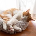 猫の生き方から学ぶ『人生の教訓』5選　見習いたい考え方や心が軽くなるヒ…